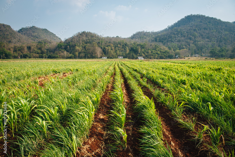 Corn field Corn field