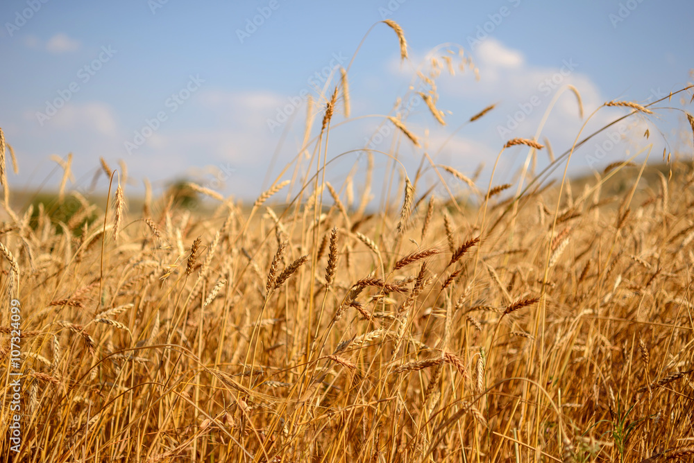 Obraz premium Buğday tarlası