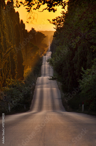 Italy, Tuscany, Castagneto Carducci, Bolgheri, Road and cypresse
