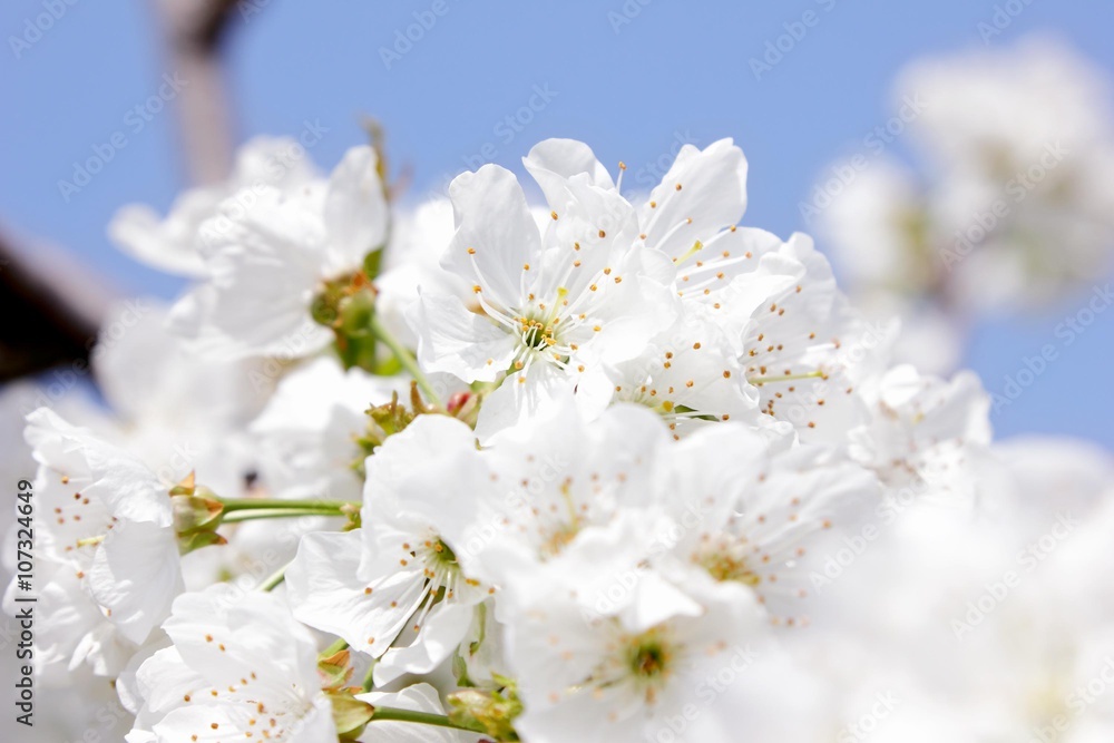Fiori bianchi di ciliegio sfuocati Fiori bianchi di ciliegio sfuocati