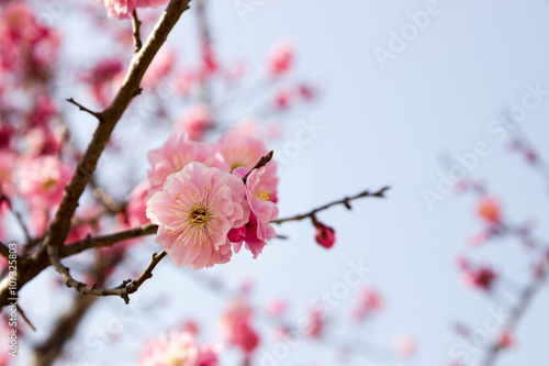 Fototapeta Naklejka Na Ścianę i Meble -  Pink plum blossoms in winter