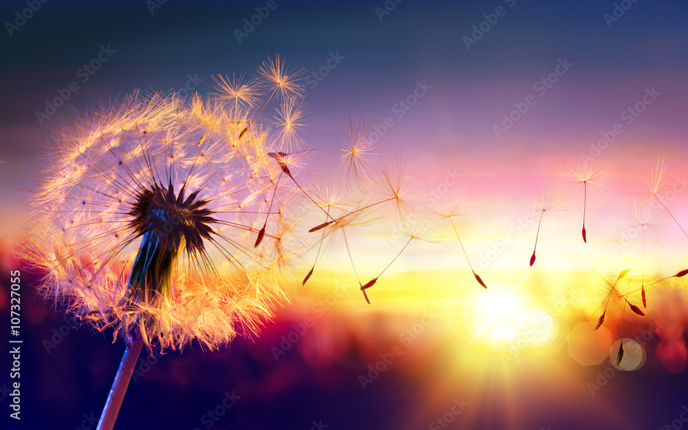 Dandelion To Sunset - Freedom to Wish

