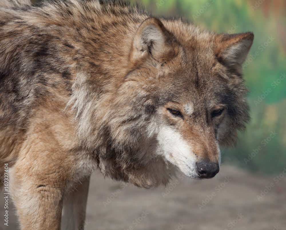 Grey Wolf (Canis lupus)