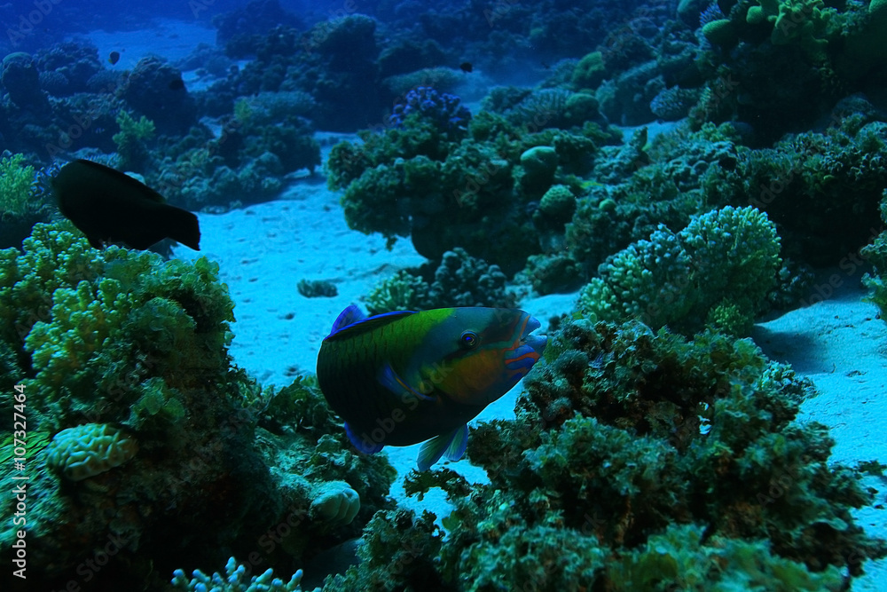 tropical sea underwater landscape tropical sea underwater landscape