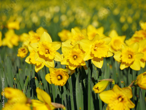 Lovely yellow daffodil flowers blooming in the spring.
