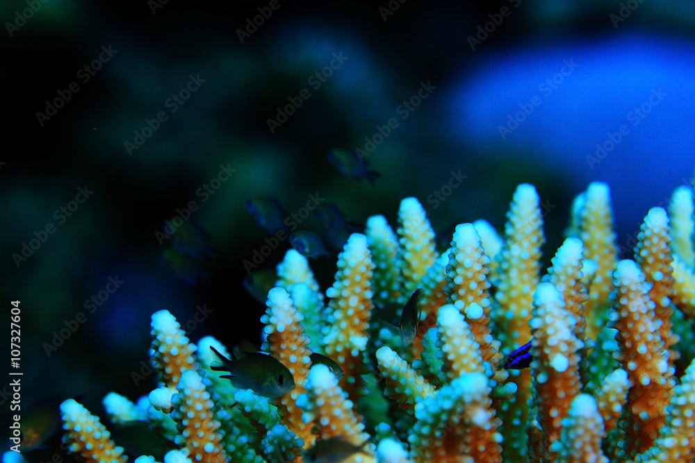Fototapeta premium coral reef in the warm sea