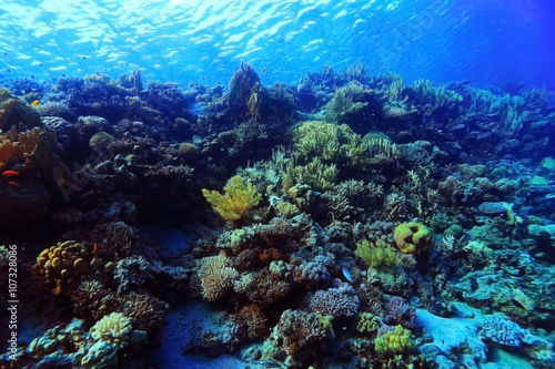 coral reef underwater photo