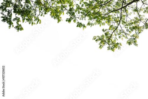 Fotomurale green tree branch isolated