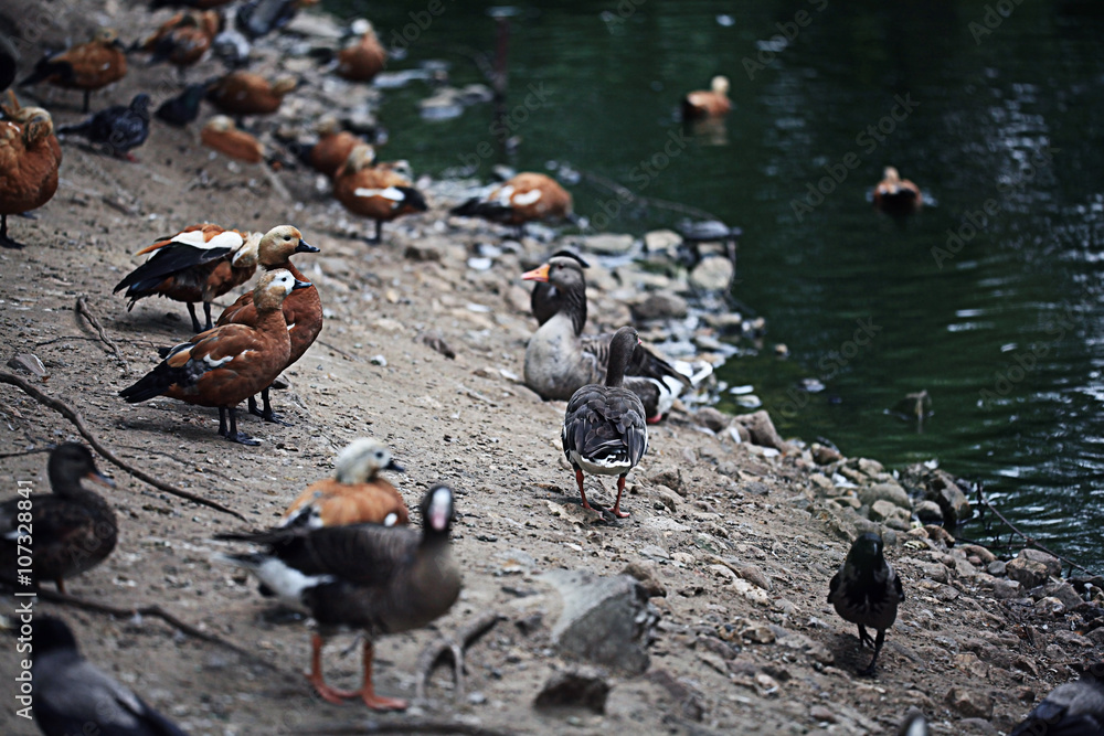 Fototapeta premium water duck flock of birds