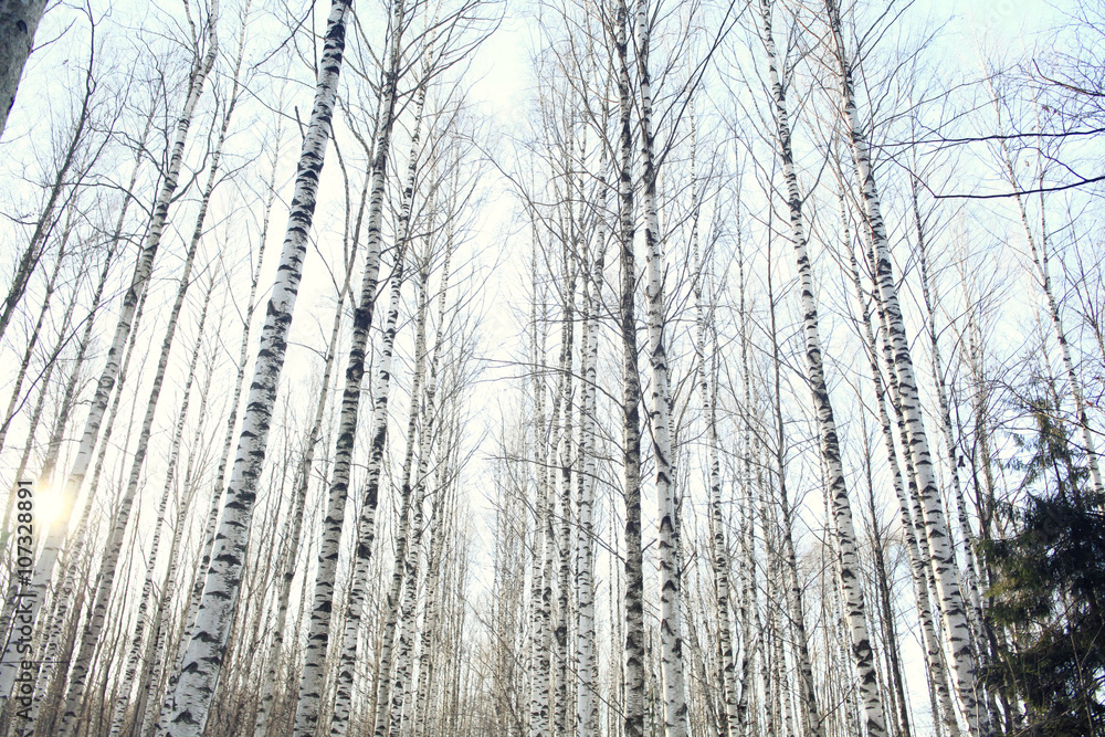 landscape in a forest in the early winter snow falls landscape in a forest in the early winter snow falls