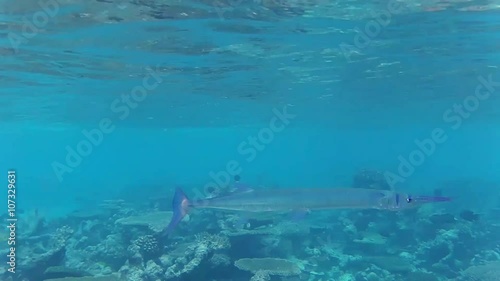 ein Rotmeer-Hornhecht schwimmt über einem Korallenriff hinweg