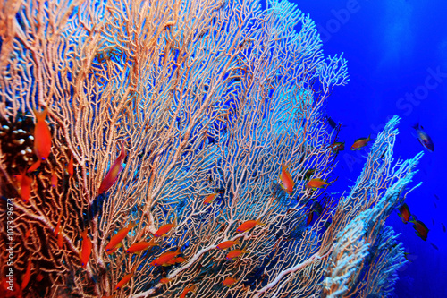 gorgonian on a coral reef