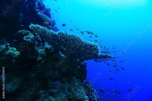 divers underwater landscape