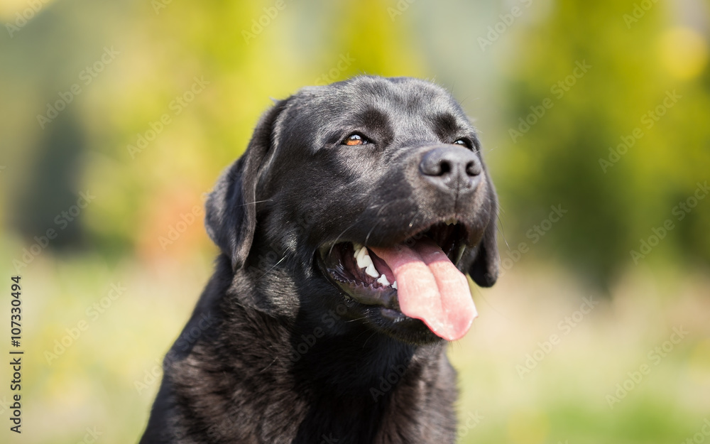 Summer Portrait of Black Labrador Retriever dog Summer Portrait of Black Labrador Retriever dog