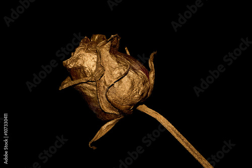 роза золотого цвета