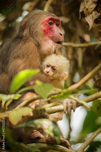 Stump-tailed macaque mother and baby in green jungle/Stump-tailed macaque with a red face in green jungle