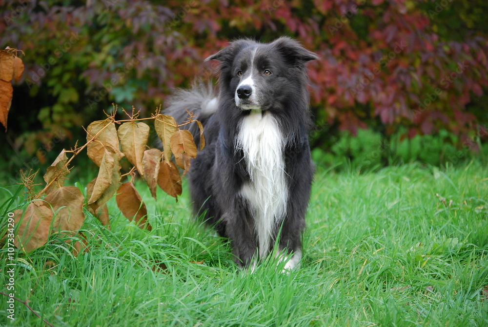 Fototapeta premium Jerry