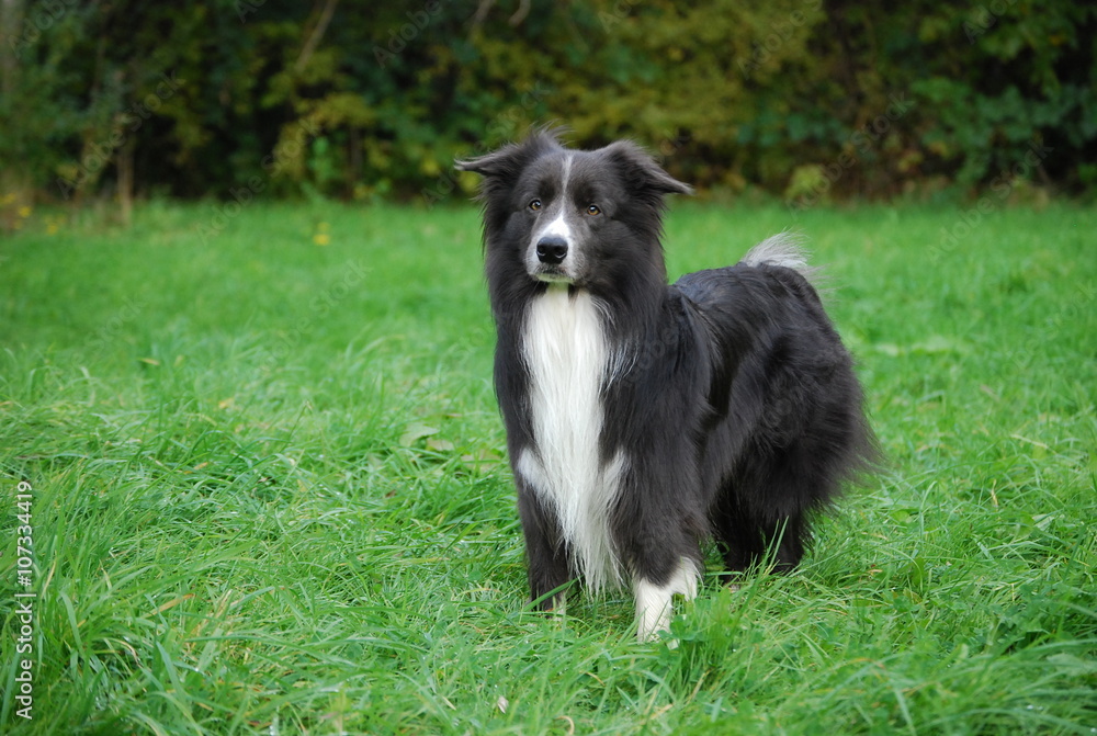 Fototapeta premium Jerry