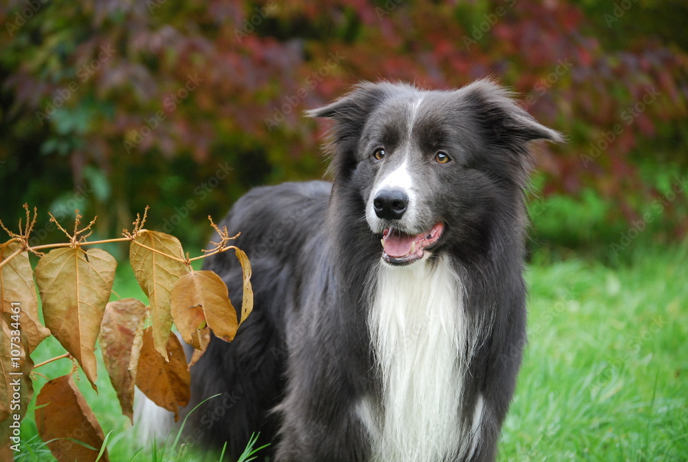 Fototapeta premium Jerry