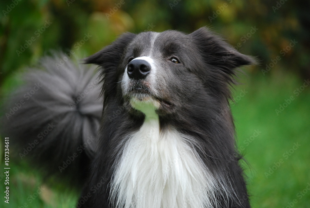 Fototapeta premium Jerry