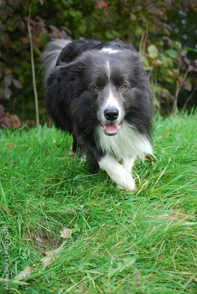 Fototapeta premium Jerry