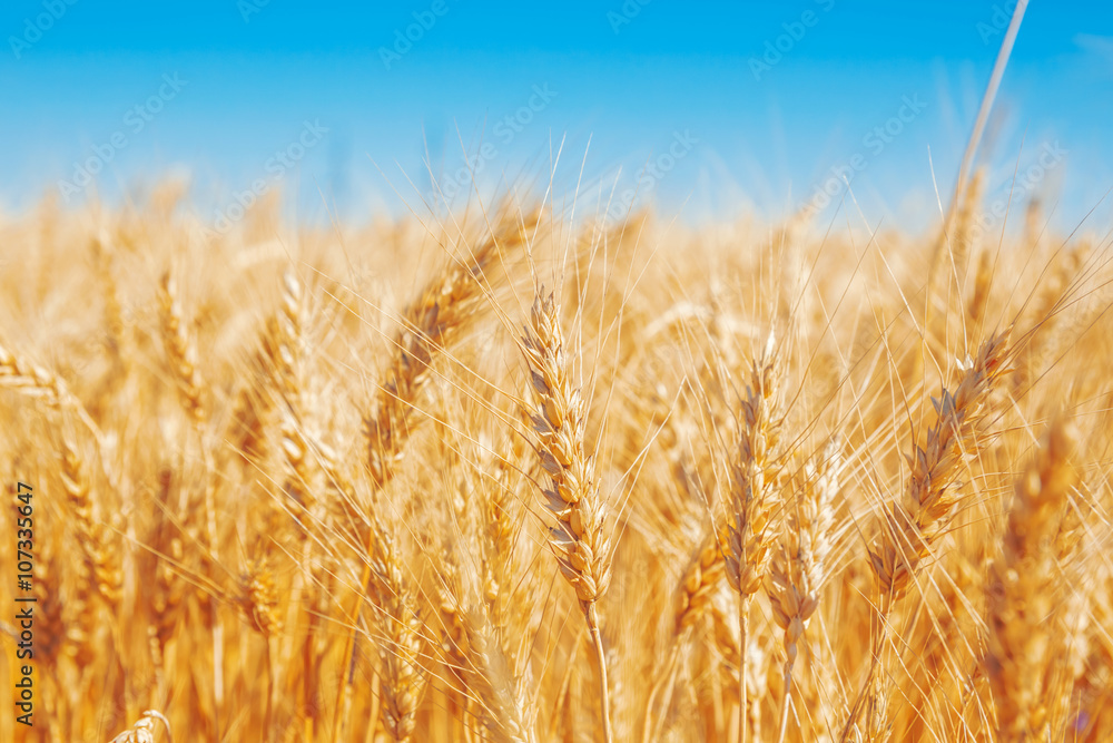Gold wheat field and blue sky Gold wheat field and blue sky