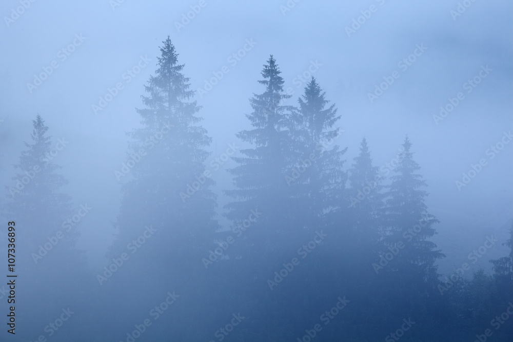 Morning mist in mountain.