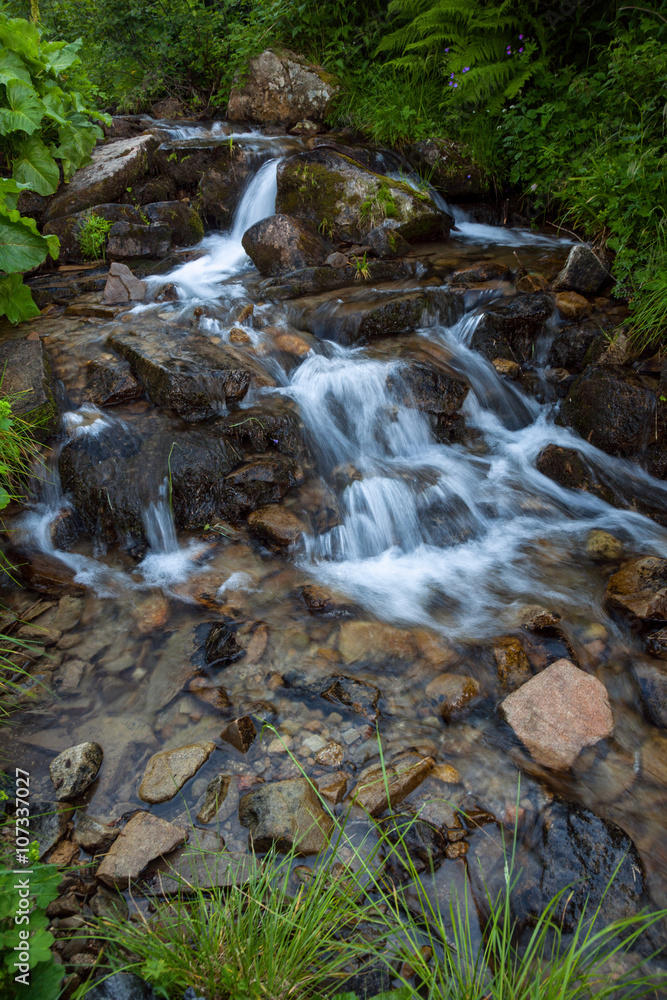 Mountain forest stream