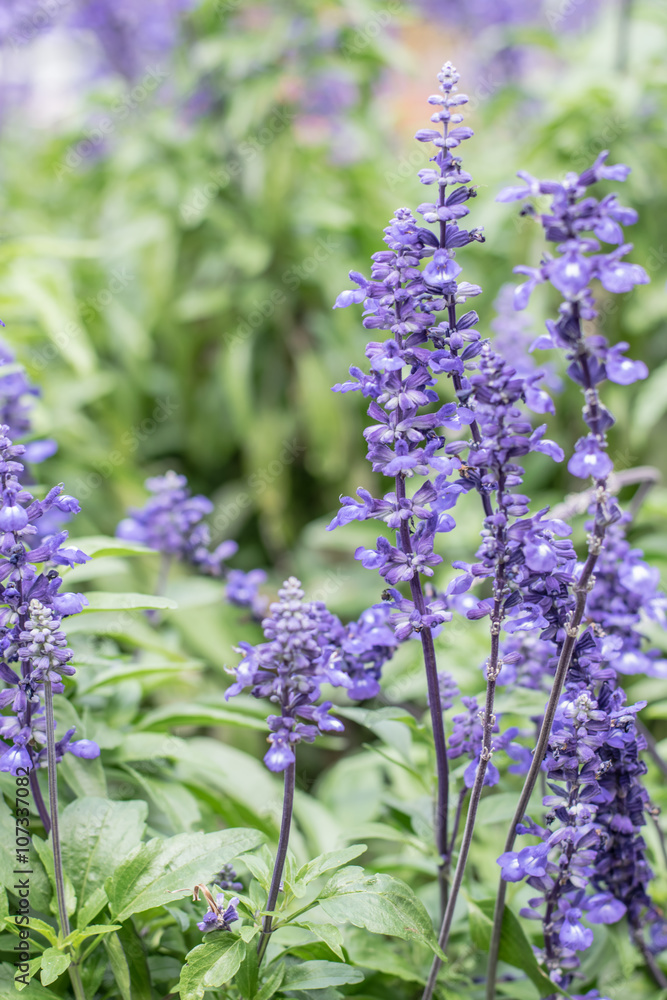 Fototapeta premium Blue Salvia (salvia farinacea) flowers