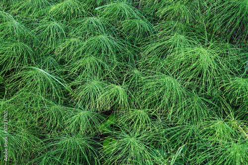 fluffy plants background