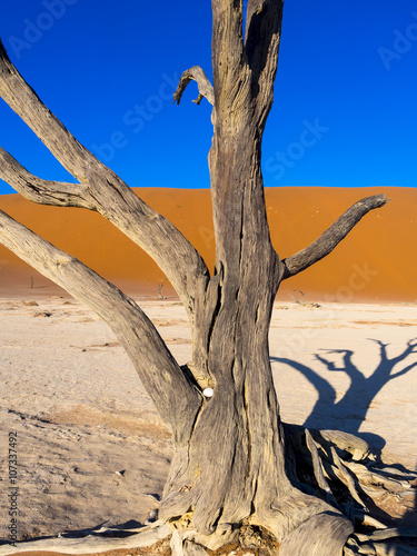 Abgestorbene Kameldornb  ume  Vachellia erioloba   Sandd  nen  Salztonpfanne  Dead Vlei  Sossusvlei  Namib-W  ste  Namib-Naukluft-Park  Namibia
