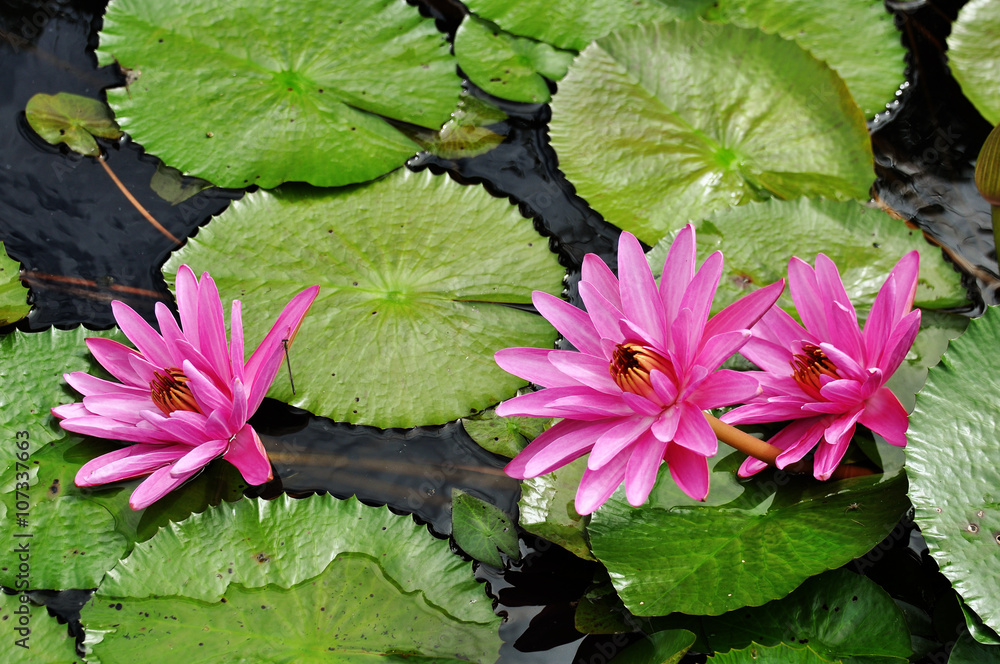 Purple Lotus flower in a pond Purple Lotus flower in a pond