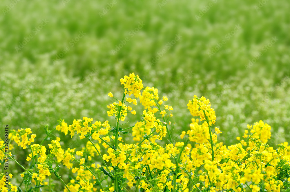 Obraz premium 菜の花