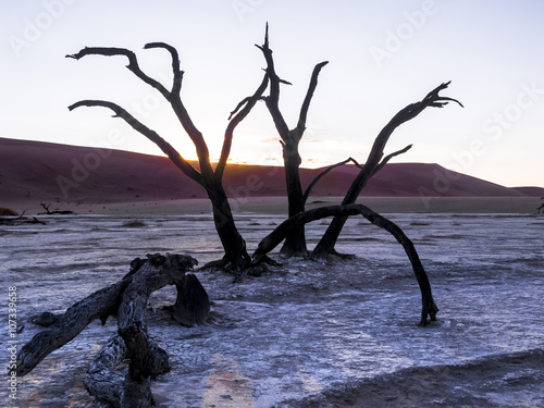 Abgestorbene Kameldornbäume (Vachellia erioloba), Sanddünen, Salztonpfanne, Dead Vlei, Sossusvlei, Namib-Wüste, Namib-Naukluft-Park, Namibia