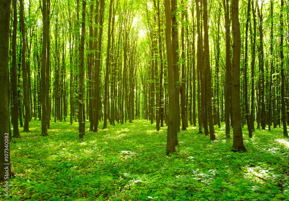 Naklejka premium forest