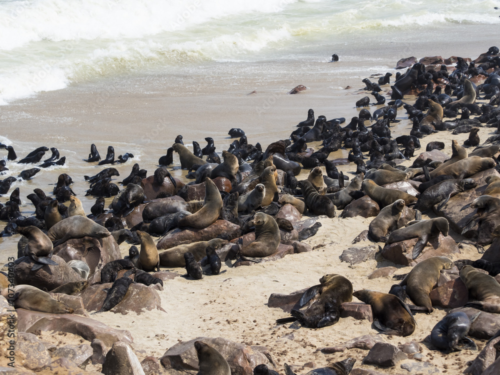Fototapeta premium Kolonie Südafrikanische Seebären (Arctocephalus pusillus), Ohrenrobben (Otariidae) am Strand, Cape Cross, Kreuzkap, Namibia, Afrika
