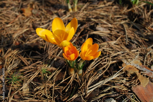 Orange crocus in the forest. Springtime.