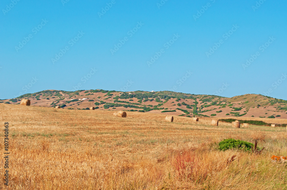 Minorca, Isole Baleari, Spagna: campi di grano e covoni nella campagna minorchina il 6 luglio 2013