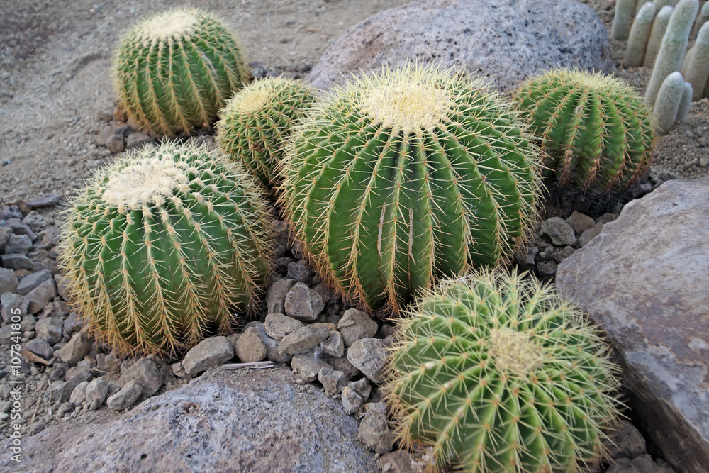 large cactus in the botanical gardens large cactus in the botanical gardens