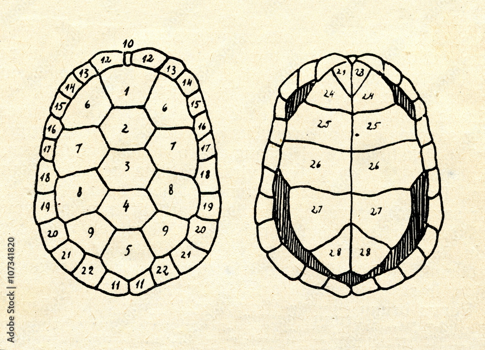 Obraz premium Shell of European pond turtle (Emys orbicularis)