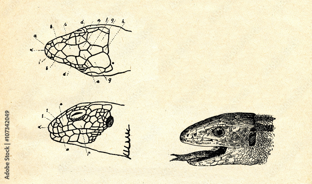 Naklejka premium Head of sand lizard (Lacerta agilis)