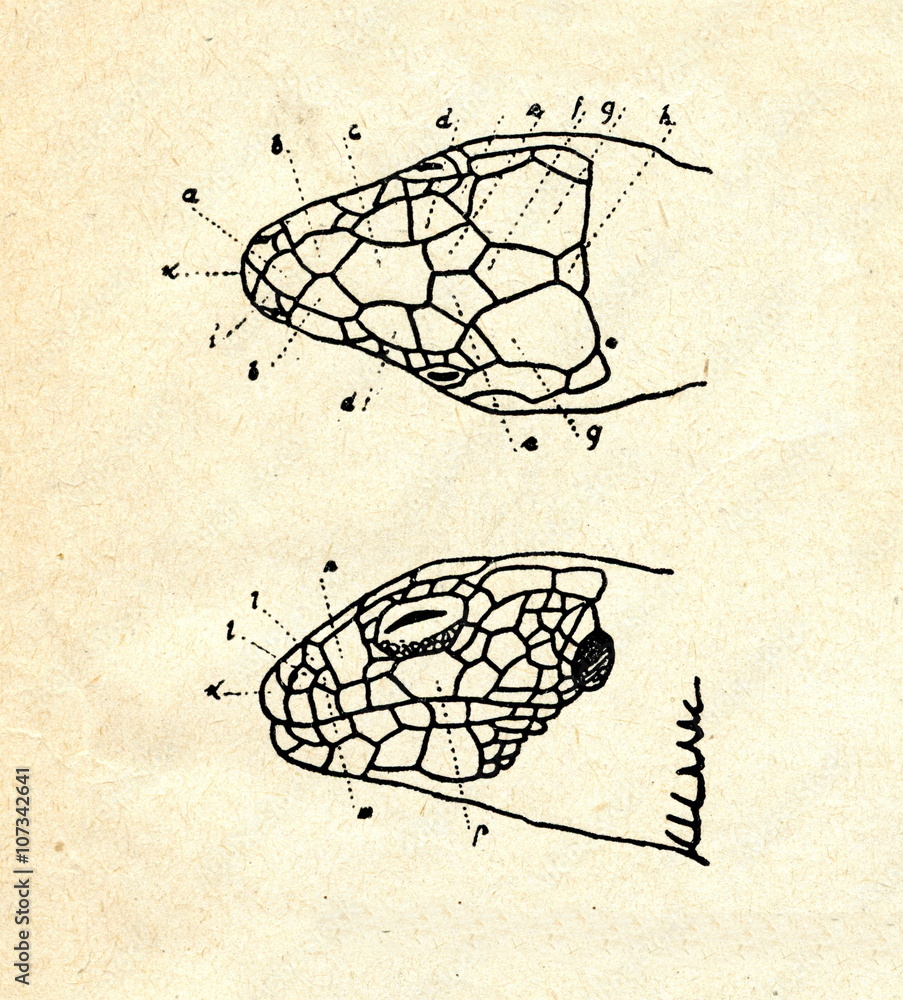 Naklejka premium Head of sand lizard (Lacerta agilis)