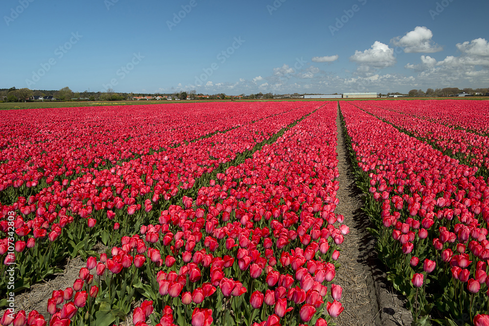 Tulip Culture in  Netherlands