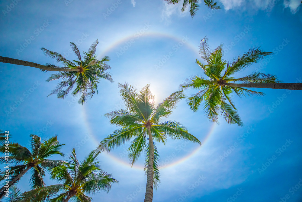 Sun rainbow circular halo phenomenon with palm trees