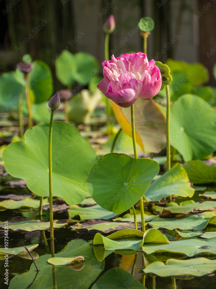 Lotus flower in natural pond