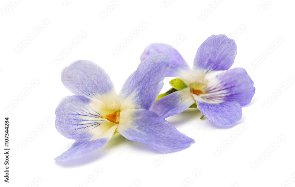Obraz premium violet flower