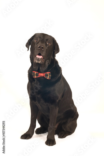 Black labrador retreiver portrait