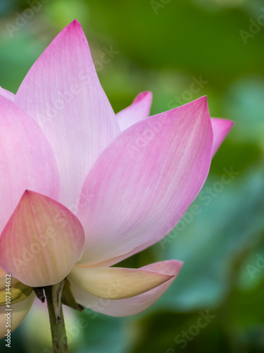 Pink lotus flower closeup