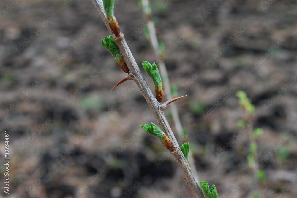 Young green leaves gooseberry appear from the kidneys. Springtime. Young green leaves gooseberry appear from the kidneys. Springtime.