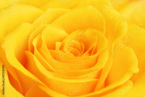 Yellow Rose Flower
